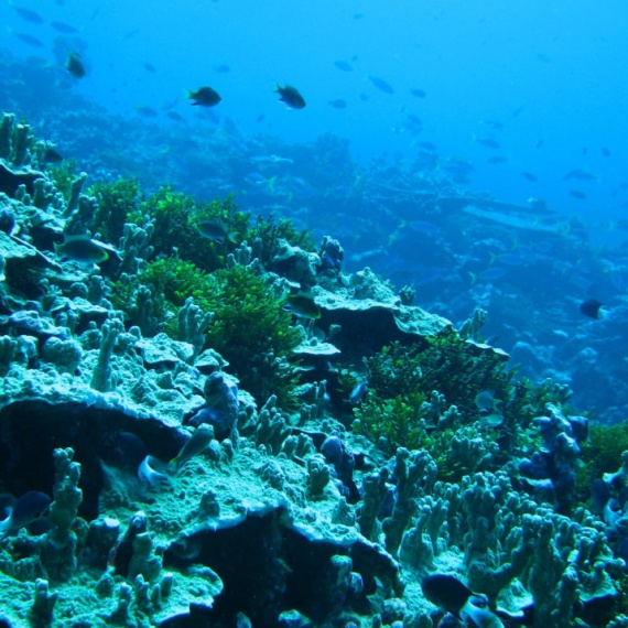 Marine protected areas