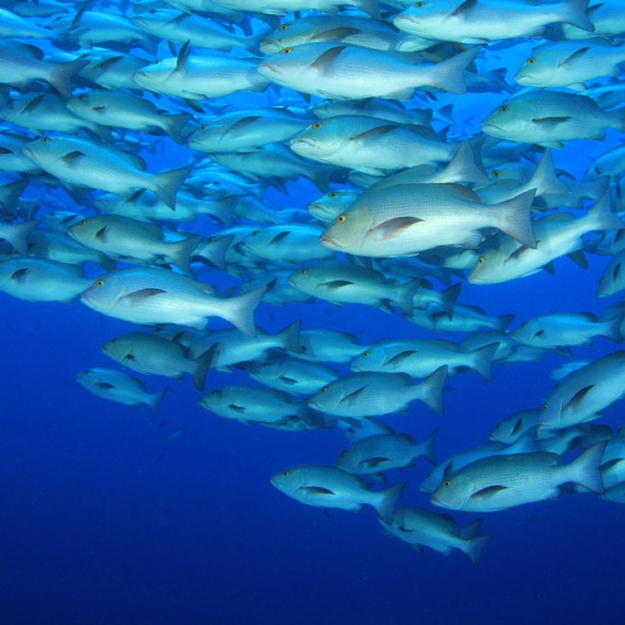 Sustainable fisheries